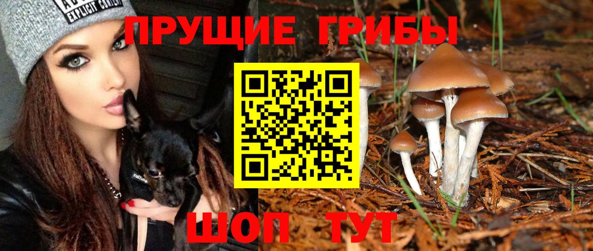 Моздок  Псилоцибиновые грибы мицелий  Вход с VPN 