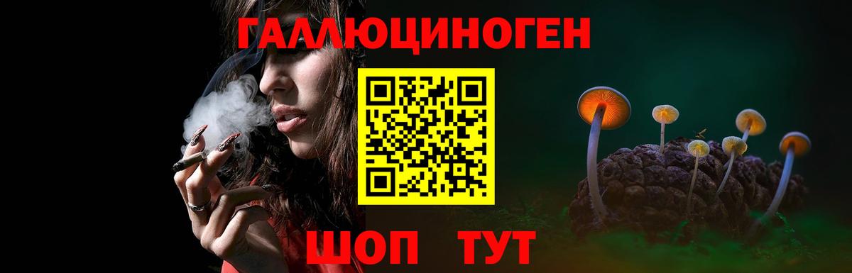Галлюциногенные грибы Psilocybe Моздок